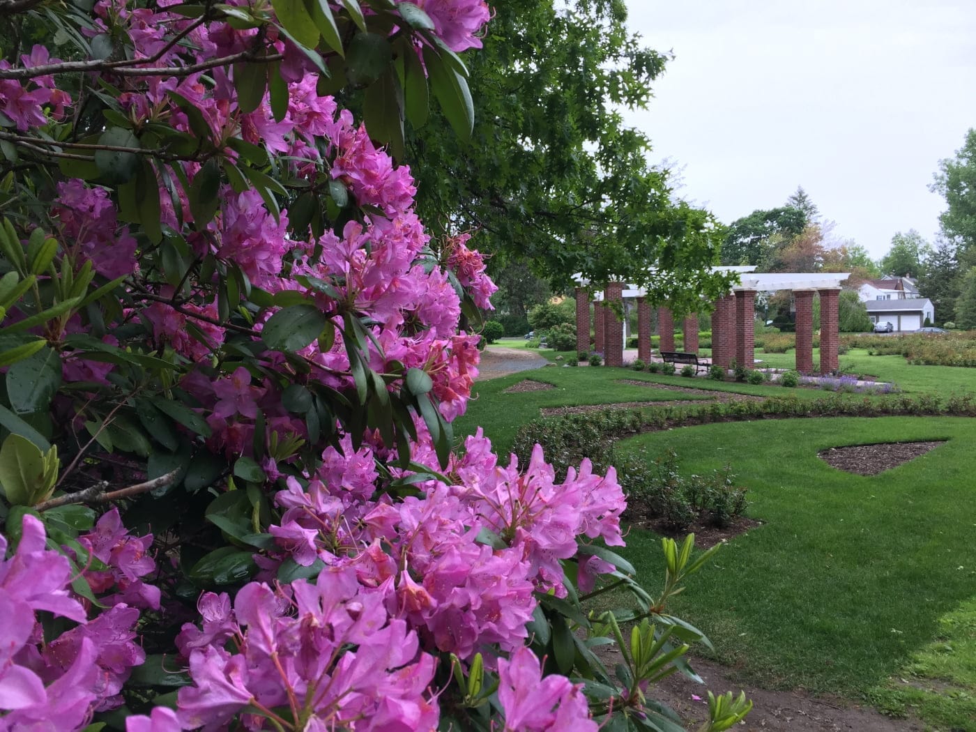 Central Park Rose Garden