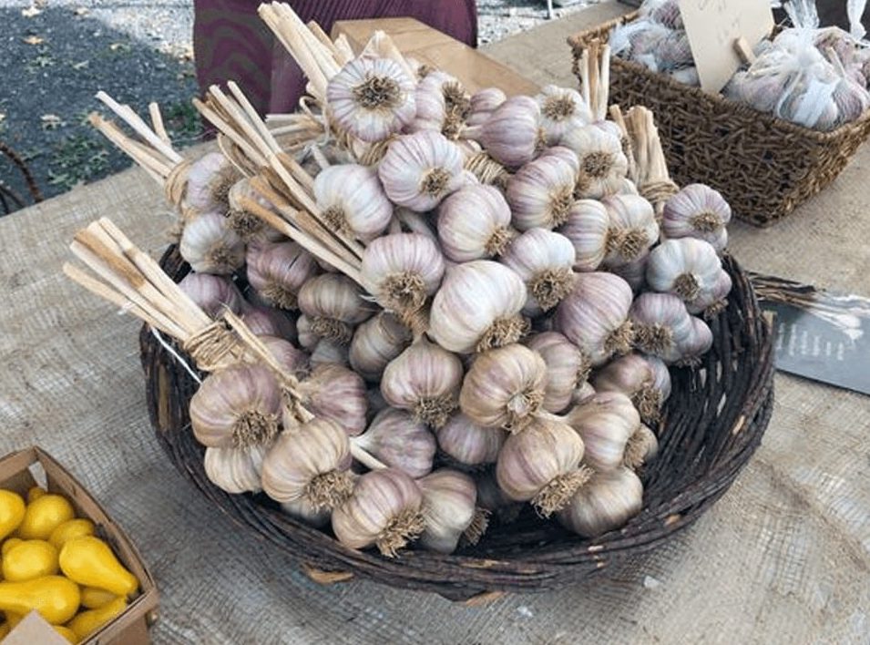 HudsonValleyGarlicFestival.png