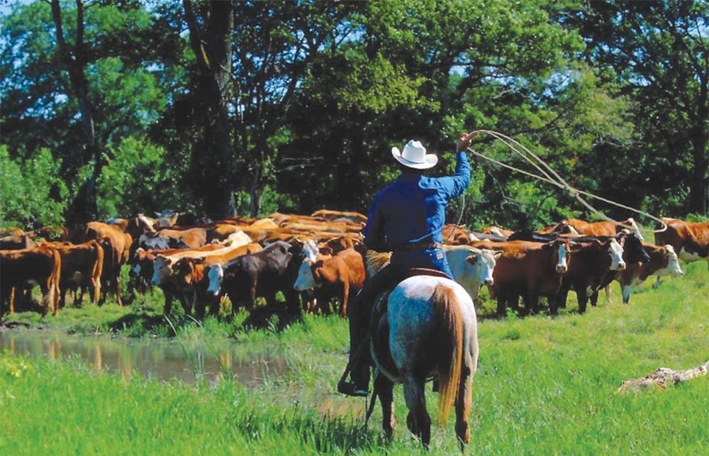 A cowboy on horseback swings a lasso near a herd of cattle in a grassy field. The scene is set amidst lush greenery and trees under a clear sky.