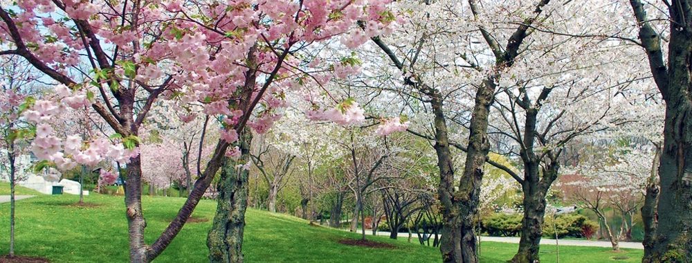 Buffalo Cherry Blossom Festival