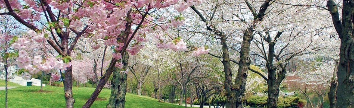 Buffalo Cherry Blossom Festival