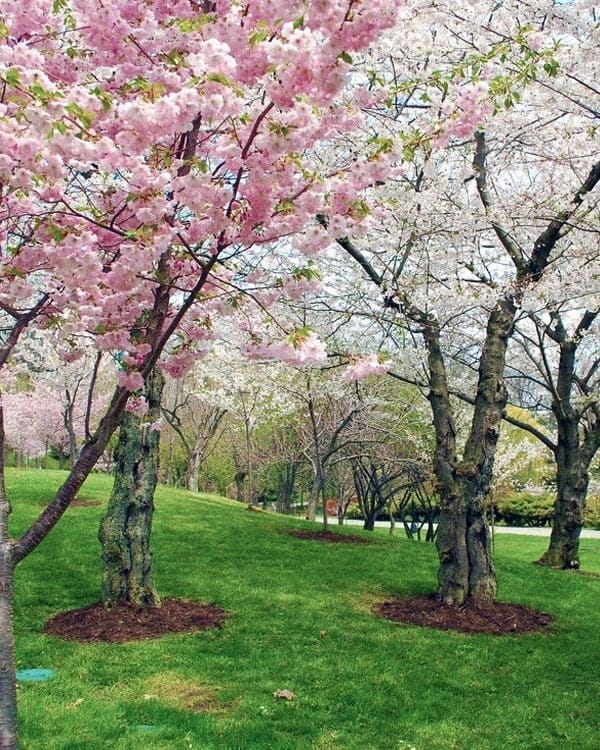 Buffalo Cherry Blossom Festival