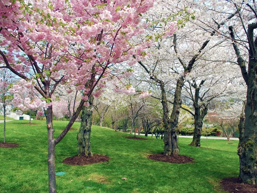 Buffalo Cherry Blossom Festival