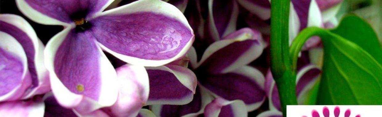 Rochester Lilac Festival
