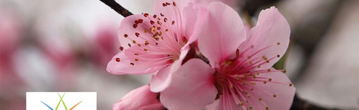 Sakura Matsuri Cherry Blossom Festival