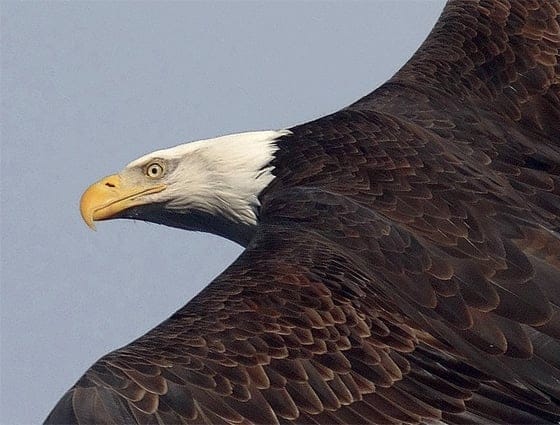 A close-up of on of the many Bald Eagles on the Hudson taking flight. | Photo by Scott Rando