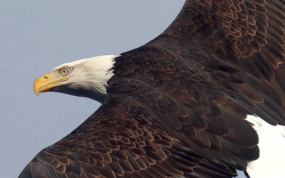A close-up of on of the many Bald Eagles on the Hudson taking flight. | Photo by Scott Rando