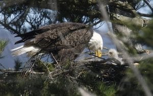 One of many Bald Eagles on the Hudson perched on its nest. | Photo by Scott Rando