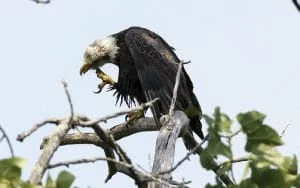 One of many Bald Eagles on the Hudson, perched atop a tree branch. | Photo by Kathryn Zvokel Stewart