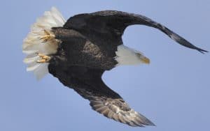 One of many Bald Eagles on the Hudson soaring across a clear blue sky. | Photo by Scott Rando