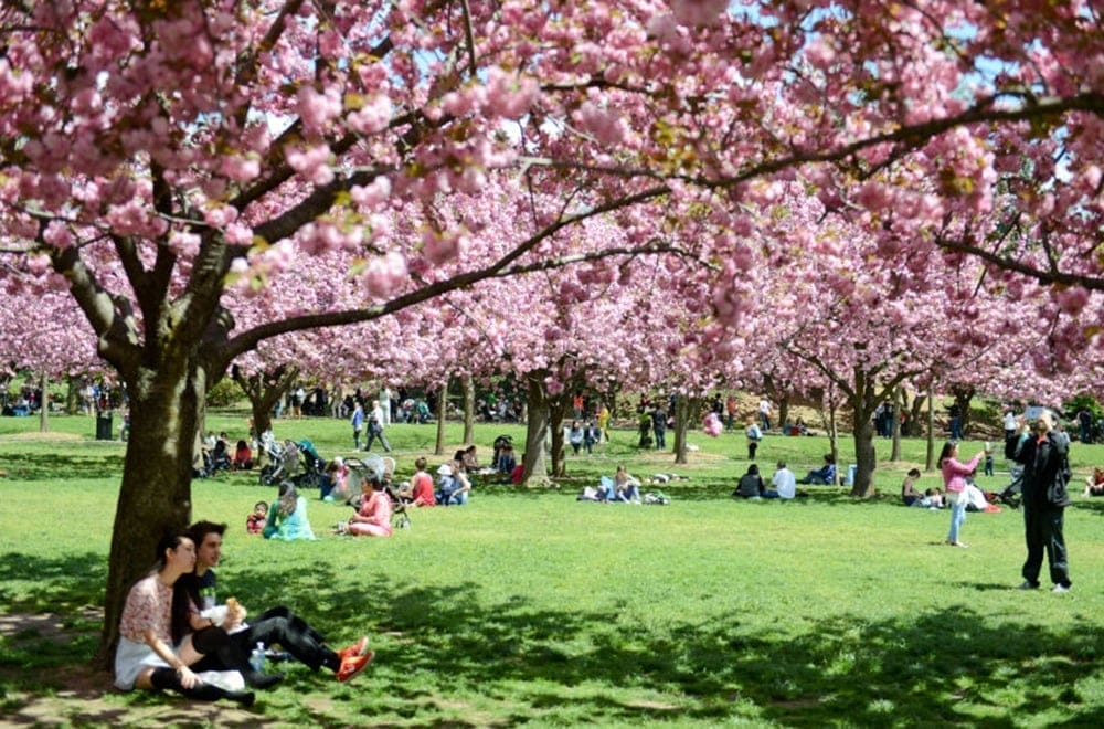 The Cherry Blossoms at Brooklyn Botanic Garden.