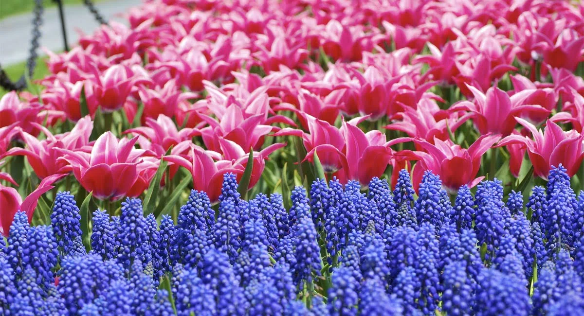 A Colorful Array of Flowers at the Albany Tulip Festival | Photo from Wikimedia Commons