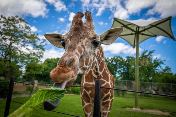 Interact with animals at the Buffalo Zoo
