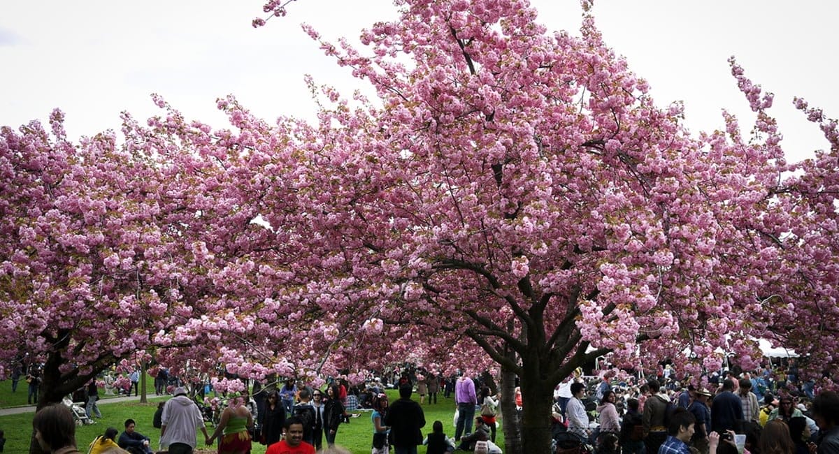 Buffalo Cherry Blossom Festival New York By Rail