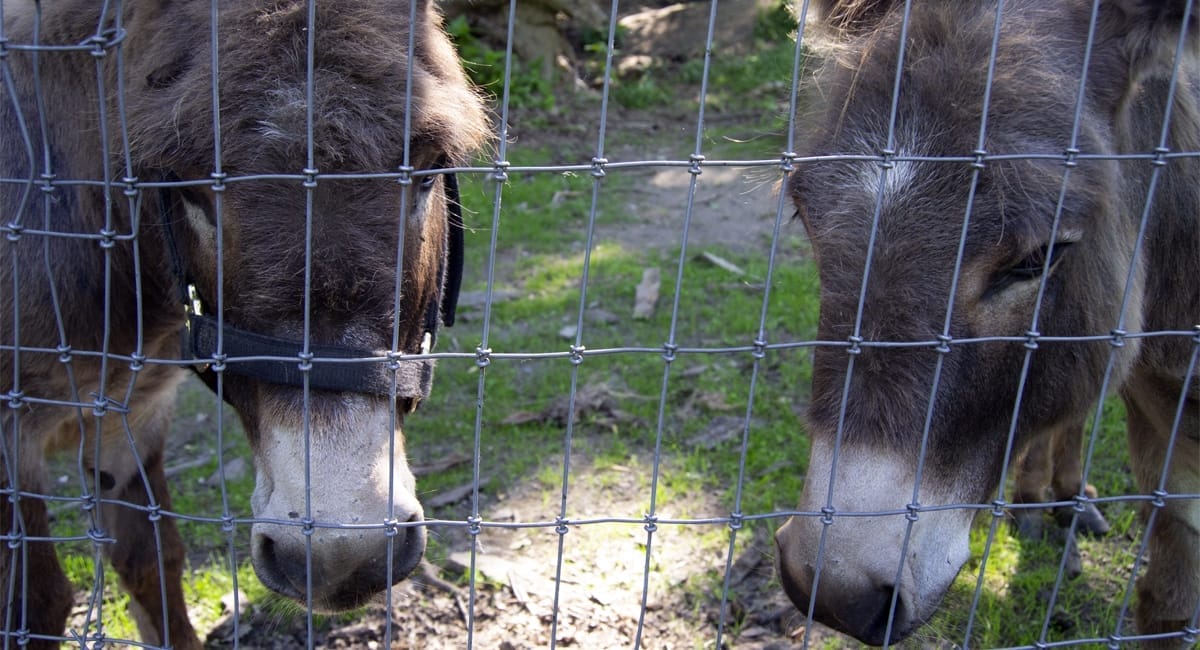 Donkeys at Buttermilk Falls Inn & Spa
