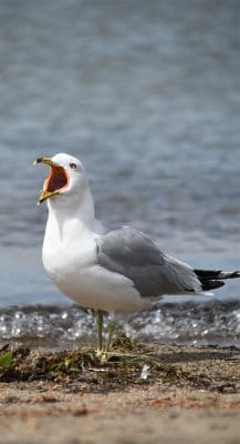 A red-billed gull at Million Dollar Beach | Phot by Lisa Ballard