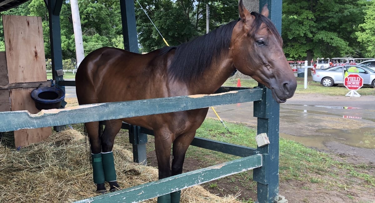 Saratoga Race Track Tour | David Connelly