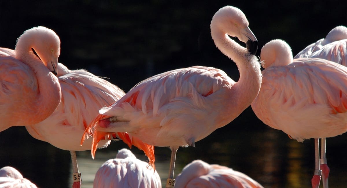 Bronx Zoo NYC | Lisa Ballard