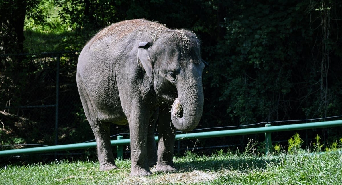 Rosamond Gifford Zoo | Lisa Ballard