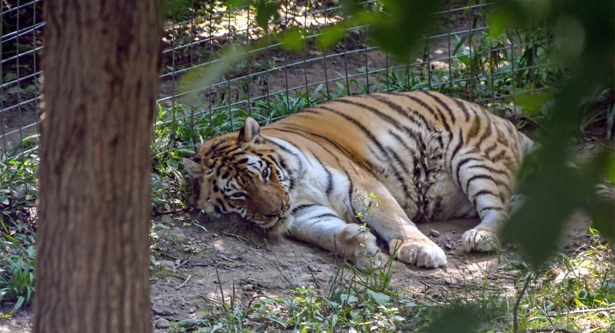 Rosamond Gifford Zoo | Lisa Ballard