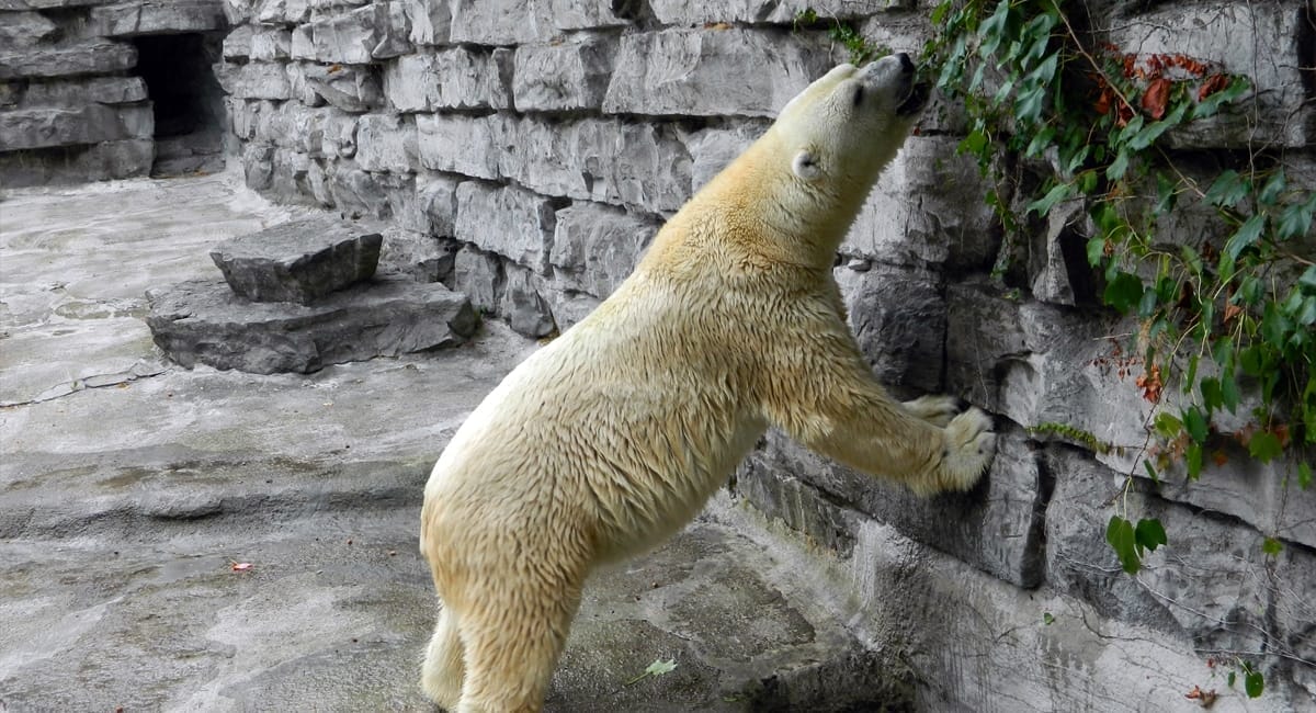 The Buffalo Zoo Lights