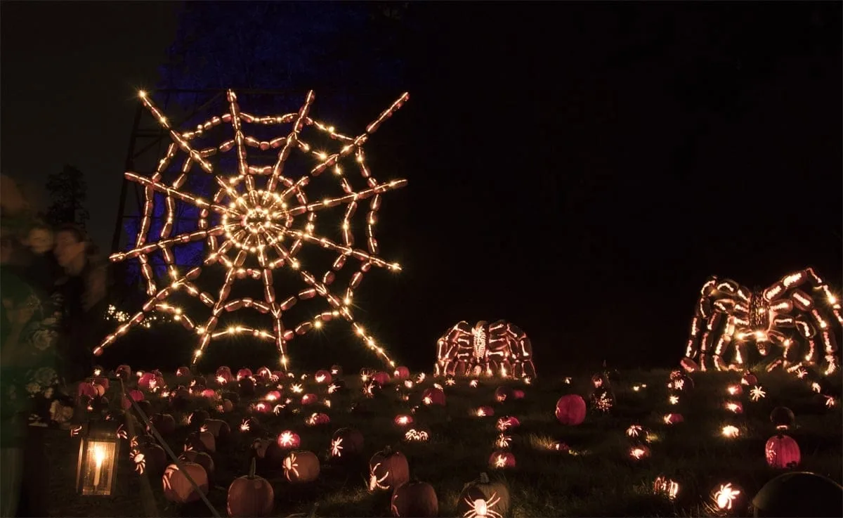 Spiders and their Web | Photo Courtesy of Allyson Macci