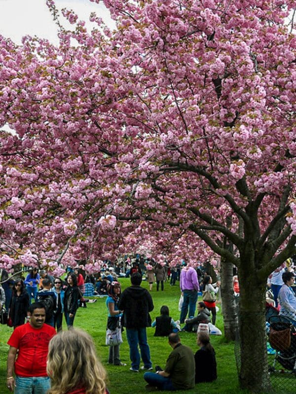 Sakura Matsui: Cherry Blossom Festival | Photo Courtesy of Vish Pool