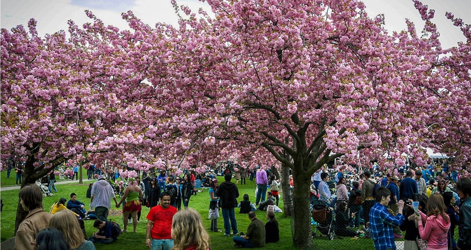 Sakura Matsui: Cherry Blossom Festival | Photo Courtesy of Vish Pool