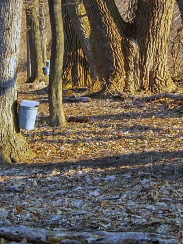 New York Maple Weekend | Helmer Nature Center