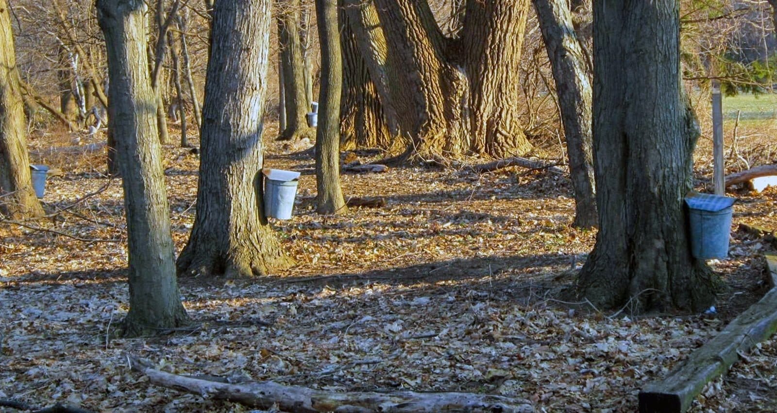 New York Maple Weekend | Helmer Nature Center