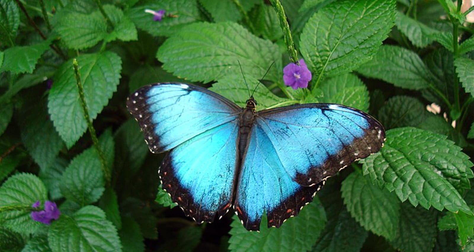 Butterfly Conservatory Niagara Falls Station New York by Rail