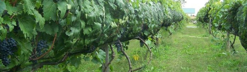 Elfs Farm Winery & Cider House
