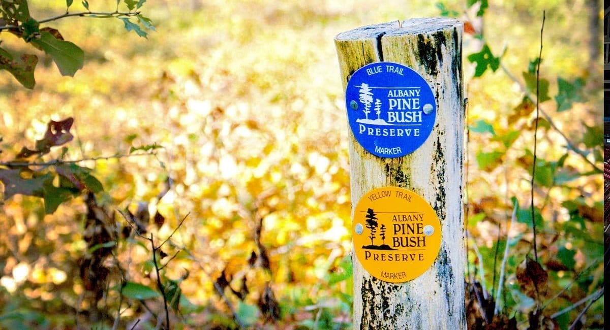 A wooden post with two colorful trail markers for Albany Pine Bush Preserve. A blue marker for the Blue Trail and a yellow marker for the Yellow Trail. The background is a blurred view of foliage and sunlight. A wooden post with two colorful trail markers for Albany Pine Bush Preserve. A blue marker for the Blue Trail and a yellow marker for the Yellow Trail. The background is a blurred view of foliage and sunlight.