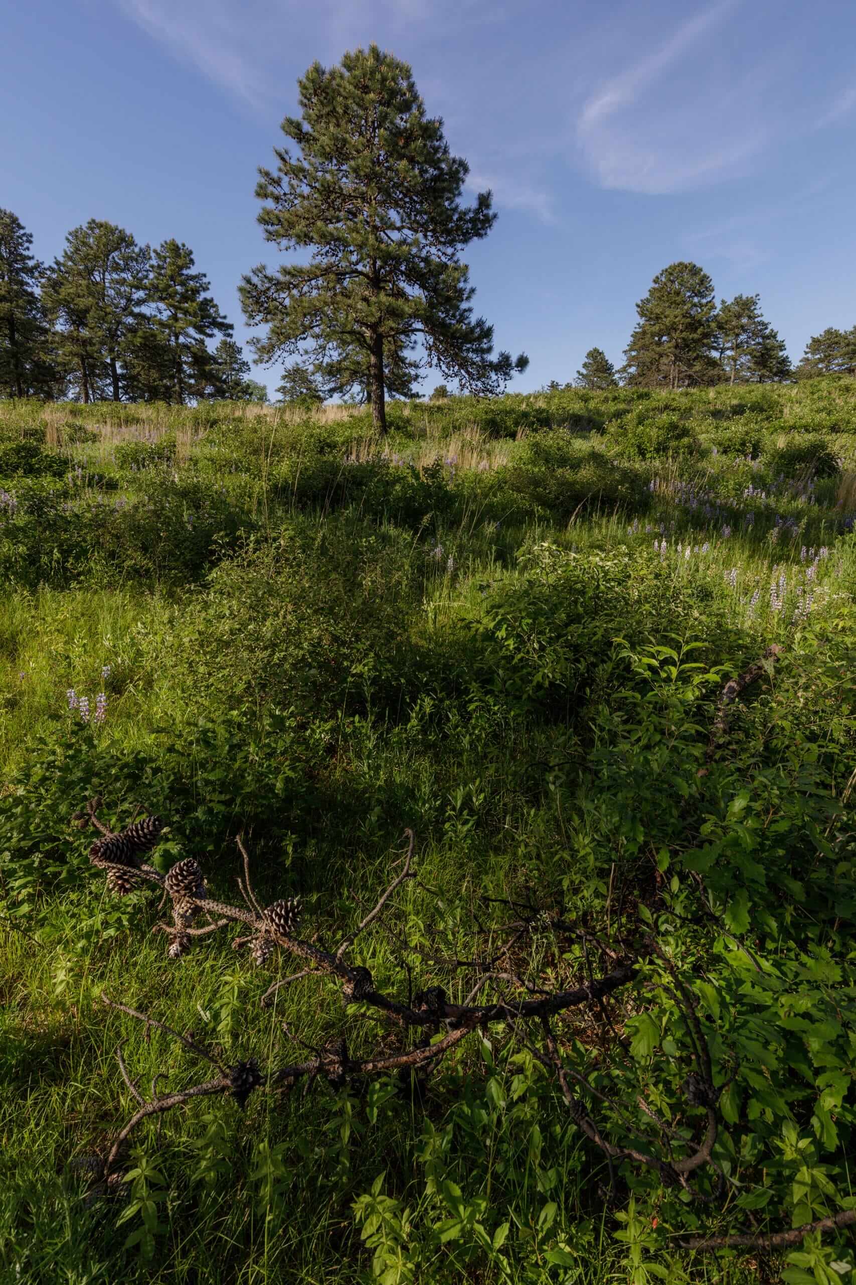 Albany Pine Bush Preserve