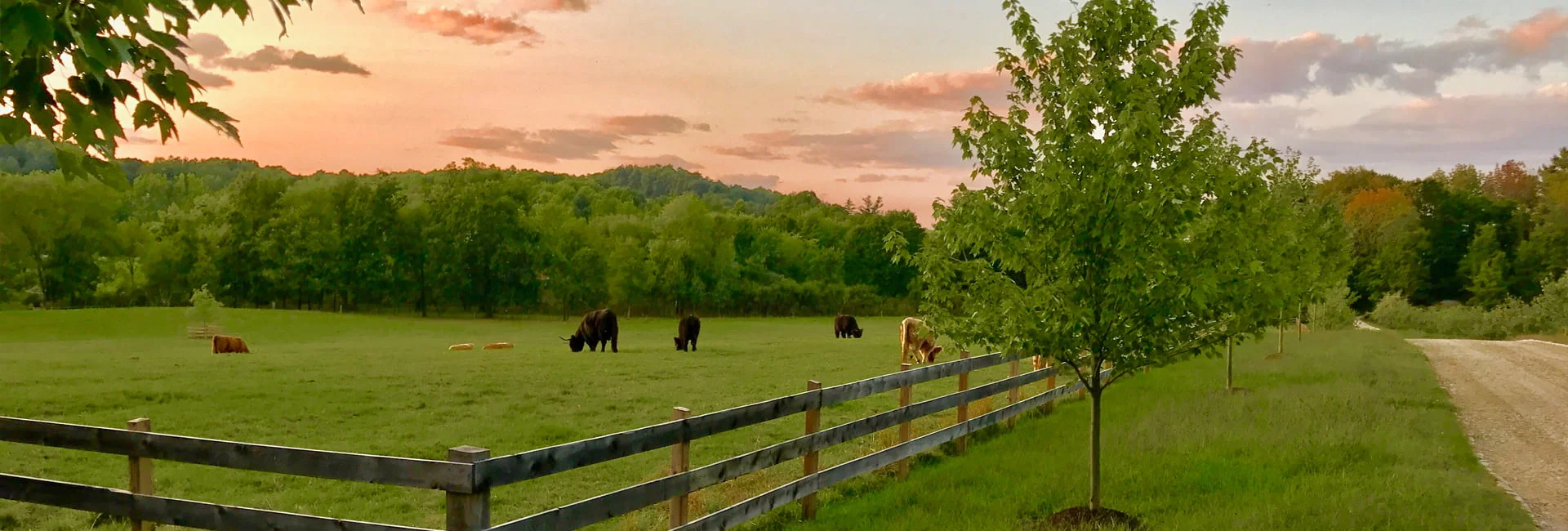 June Farms, Scottish Highland Cattle grazing_Capital-Saratoga Region
