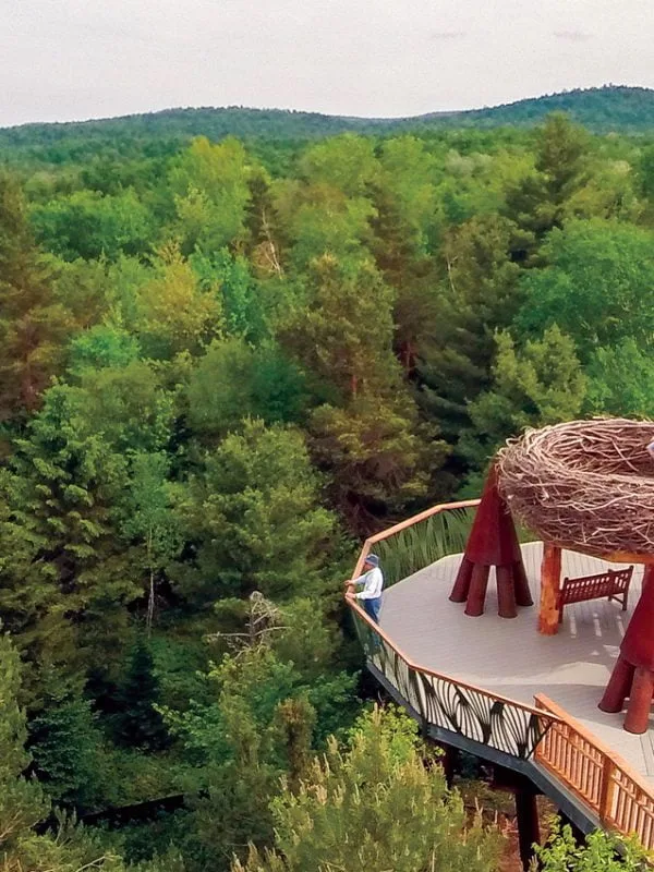 The Wild Center, Wild Walk | Photo Courtesy of The Wild Center