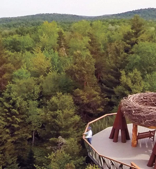 The Wild Walk | The Wild Walk through the Adirondacks | Photo Courtesy of The Wild Center