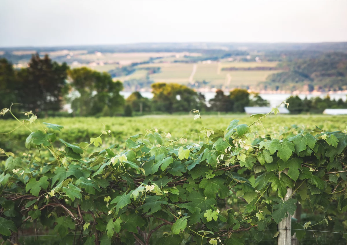 Wine Country | Ithaca, NY | Finger Lakes