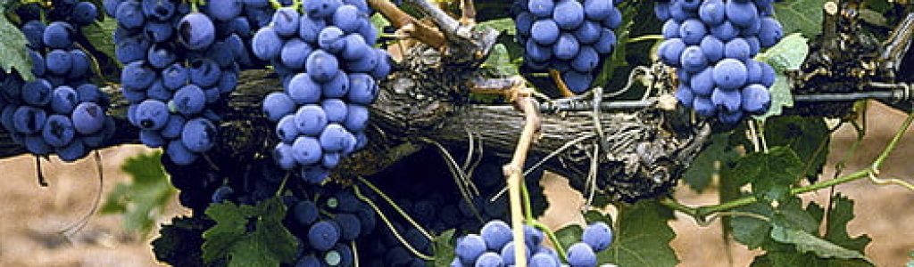 Winery