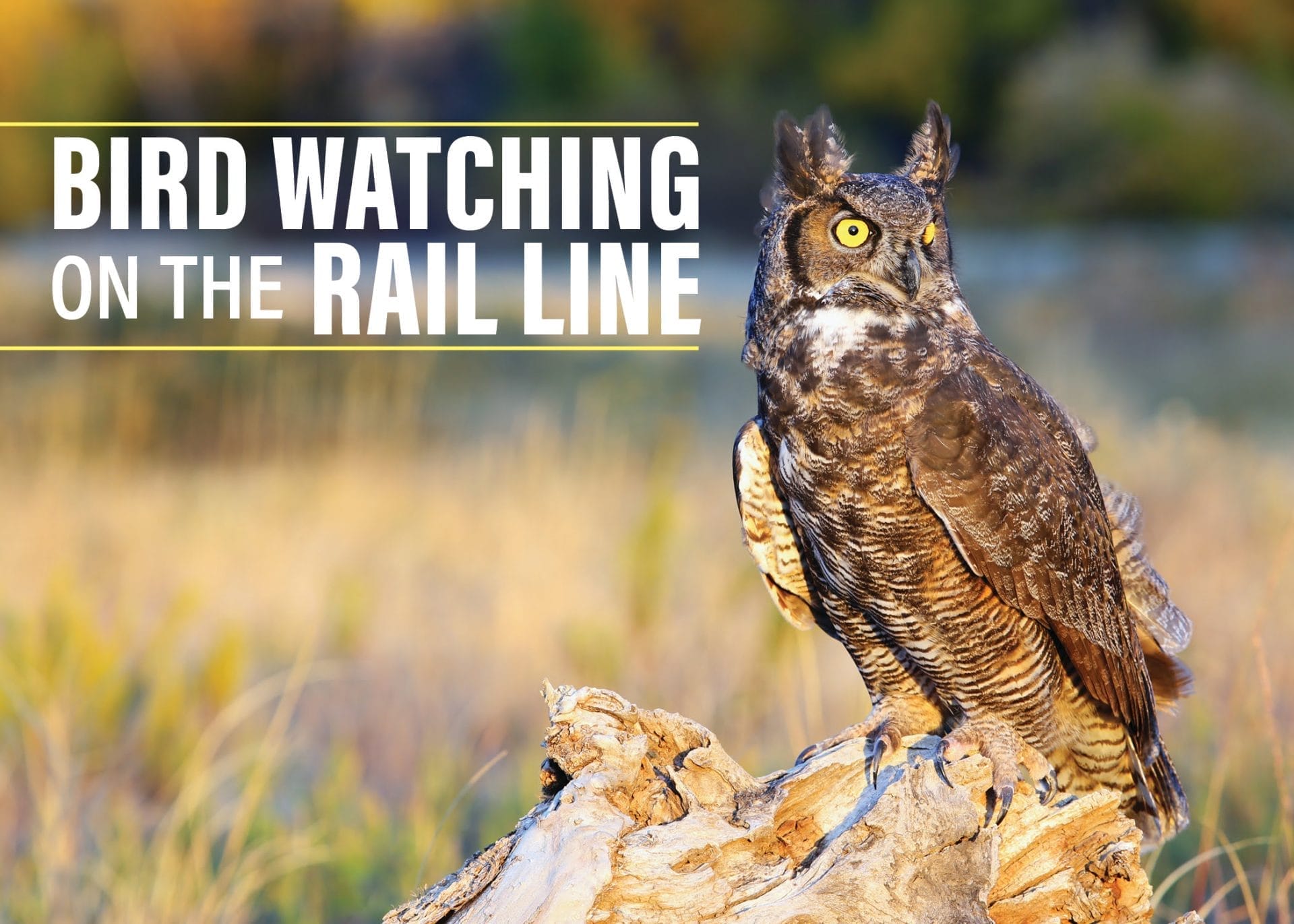 Birding Blog Header