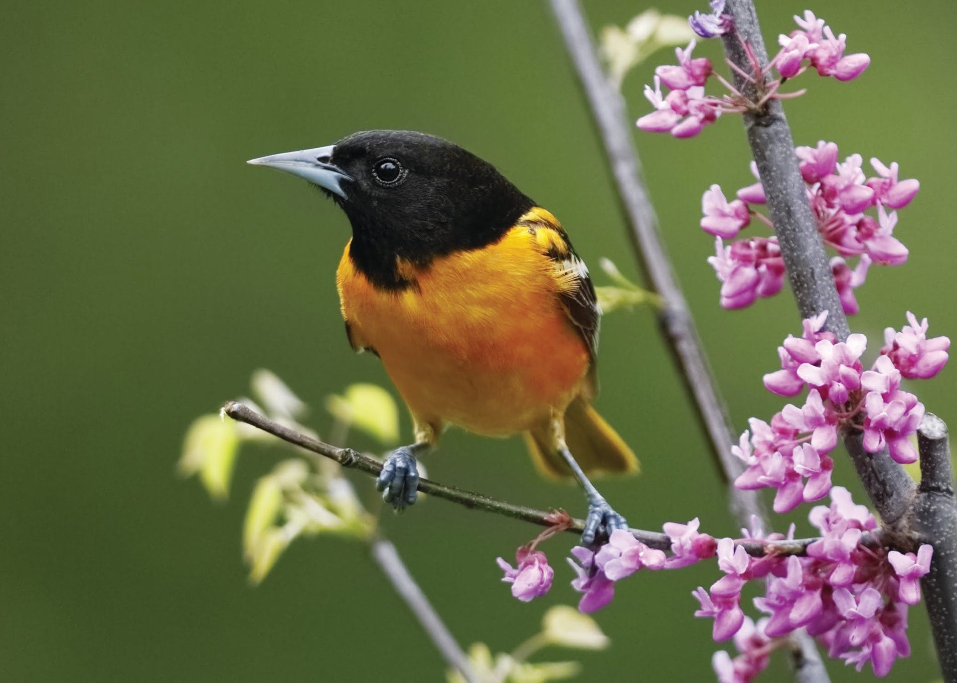 Baltimore Oriole Tifft Nature Preserve