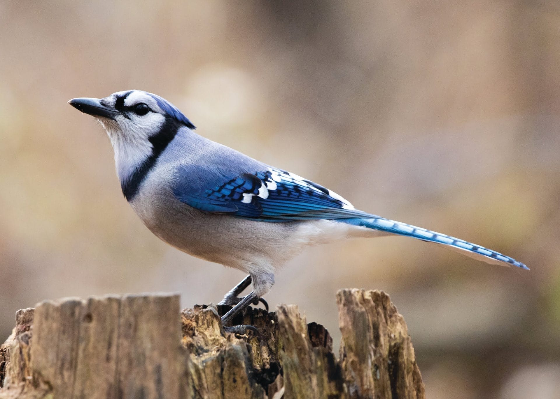 Blue jay