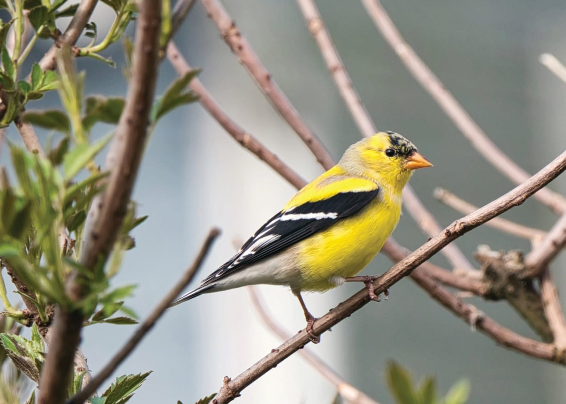 Goldfinch