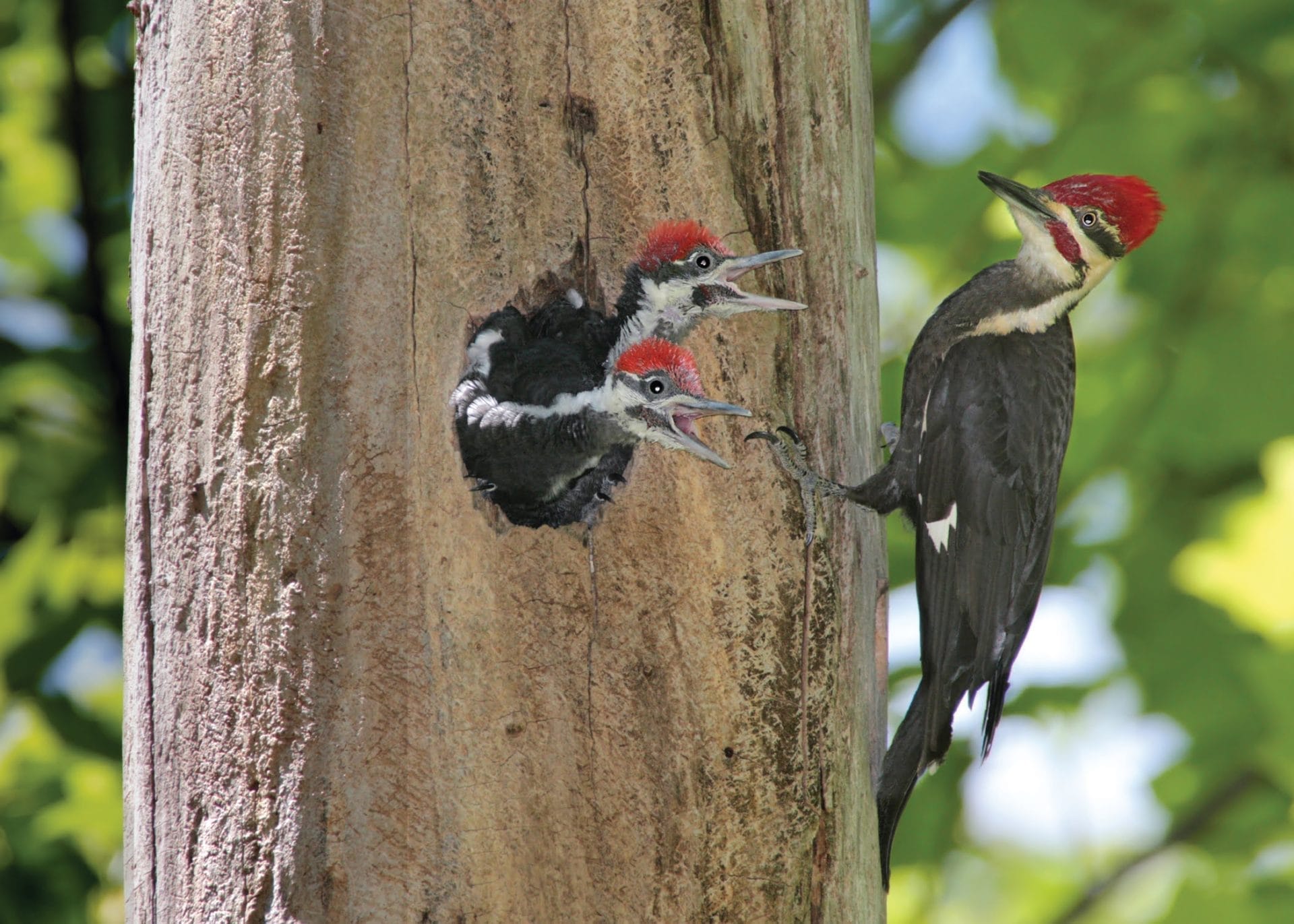 Pileated Woodpecker
