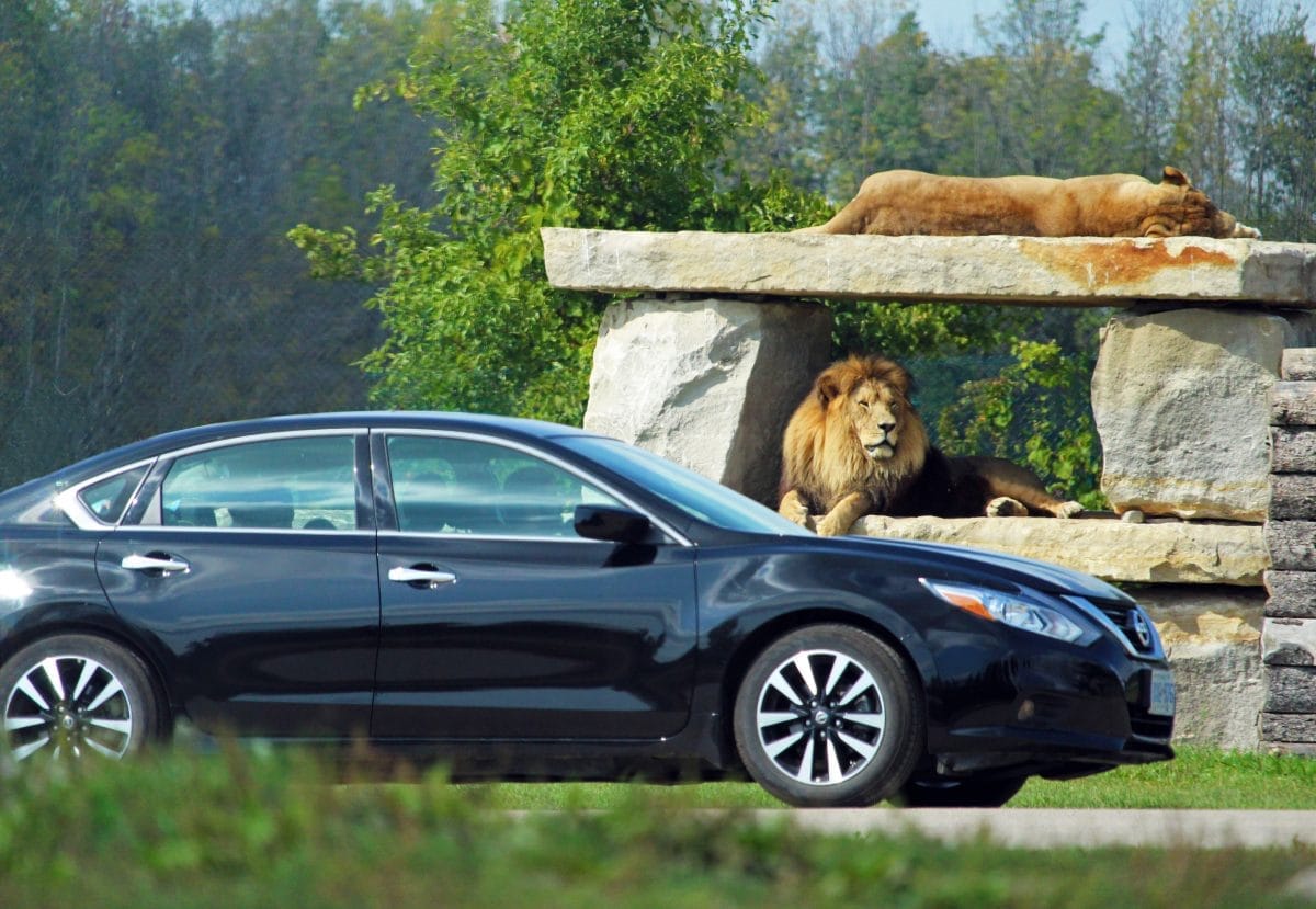 A black car is parked in front of two majestic lions resting on large stone slabs in an open, grassy area at African Lion Safari. One lion lounges atop the slab, while the other sits alert below. Lush trees provide a scenic backdrop.