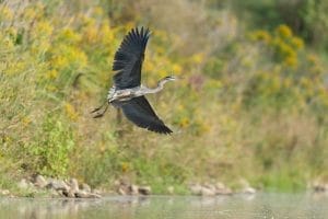 Eagle Watching at Lake Onondaga