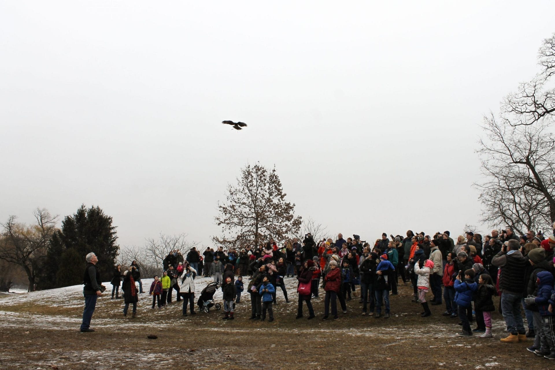 Bird-Walks-at-Teatown-Eaglefest