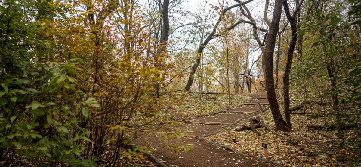 Hallett Nature Sanctuary in Central Park NYC