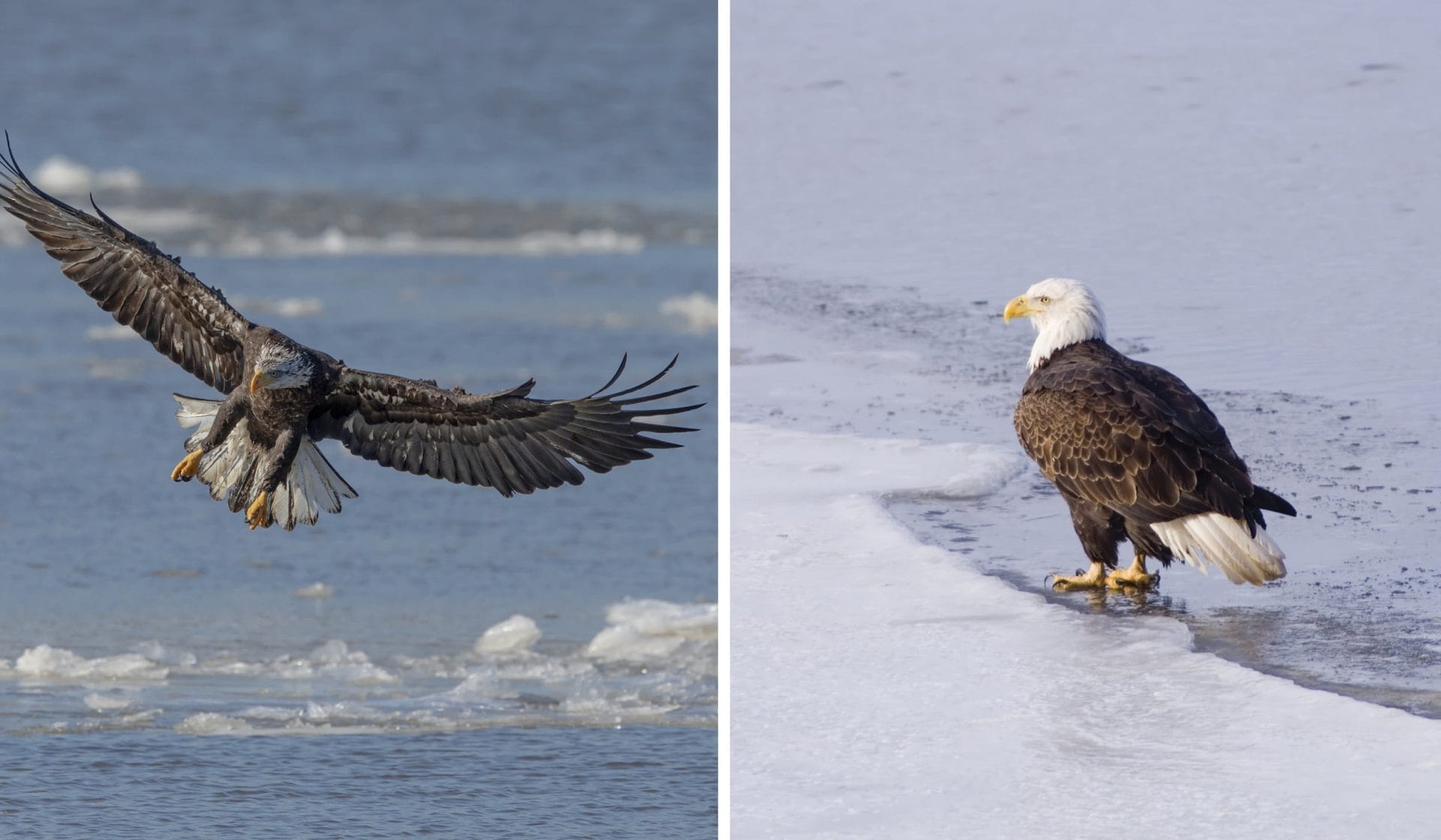 A split image showcases two bald eagles: on the left, one eagle soars majestically over icy water; on the right, another stands proudly on snowy ground at the ices edge. Perfect for bird watching near Amtrak routes in New York.