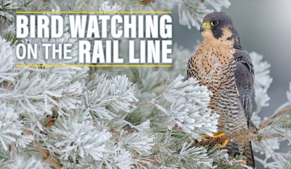 Bird Watching on the Rail Line